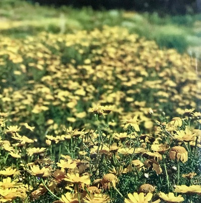 Yellow Daisies Moments Redefined | Richard Crangle and Kristine Fisher Archival pigment print
