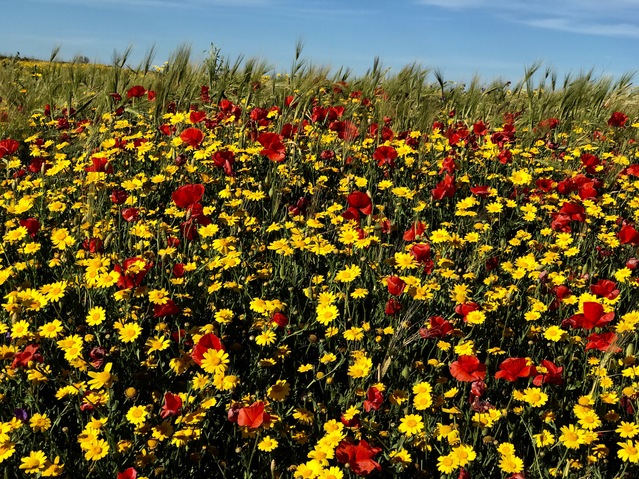 Red Poppies with Yellow Daisies Moments Redefined | Richard Crangle and Kristine Fisher Archival pigment print