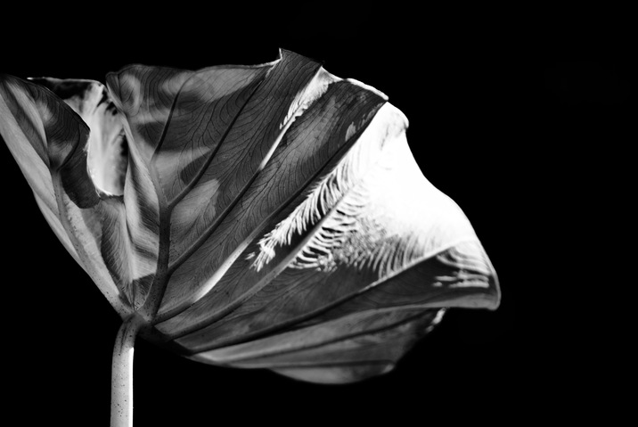 Silhouette Moments Redefined | Richard Crangle and Kristine Fisher Archival pigment print