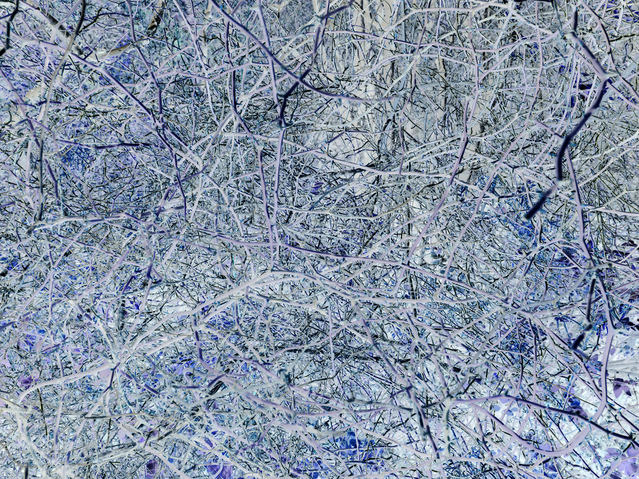 Thicket (P56) Two From the North Shore | Odd Bits Archival Pigment Print