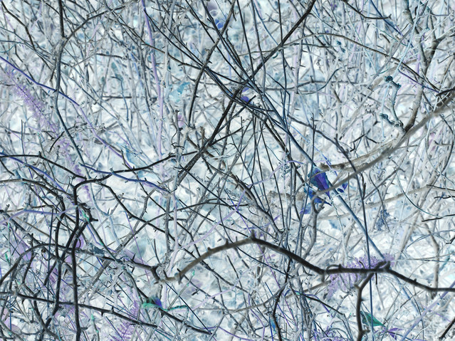 Thicket (P36) Two From the North Shore | Odd Bits Archival Pigment Print