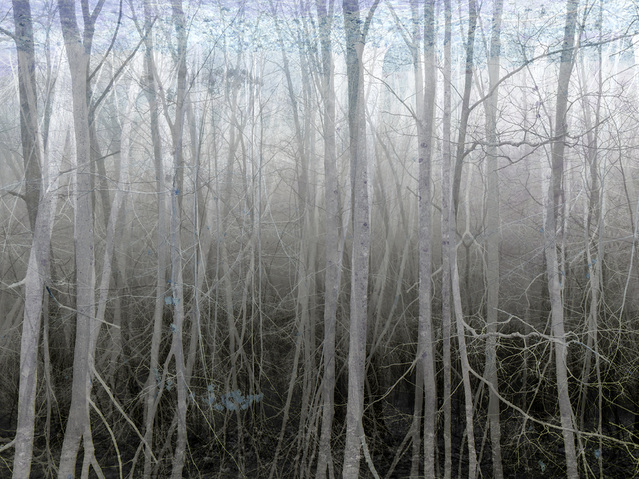 Thicket (P11) Two From the North Shore | Odd Bits Archival Pigment Print