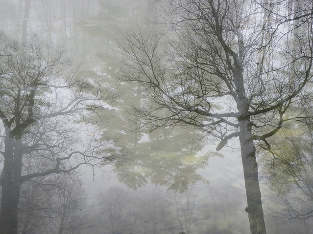 Thicket (P53) Two From the North Shore | Odd Bits Archival Pigment Print