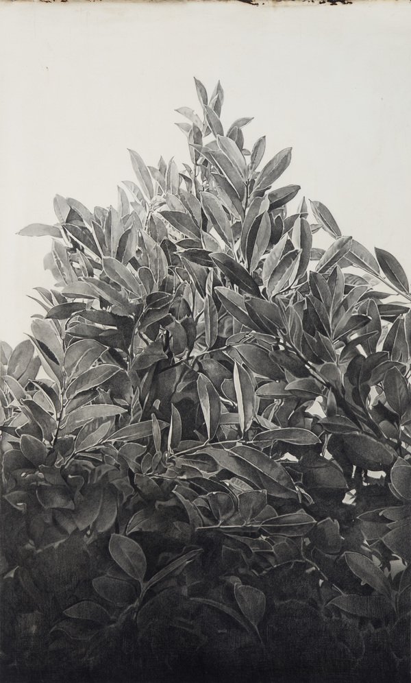 Jane Hambleton One Day Graphite, acrylic and oil on paper