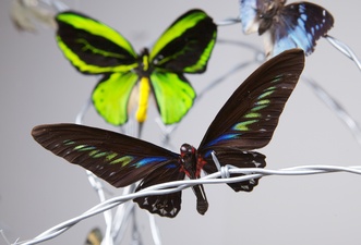 Jane McMahan Absence  Butterfly specimens from around the world, barbed wire and grass