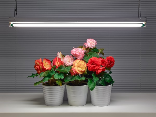 Fluorescent Still Life with Mixed Begonias
