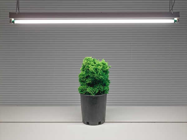 Fluorescent Still Life with Small Arborvitae