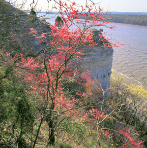 Jeffrey Vaughn Alton Bluffs Photograph