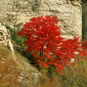 Jeffrey Vaughn Alton Bluffs Photograph