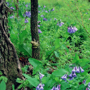 Jeffrey Vaughn Landscape Photograph