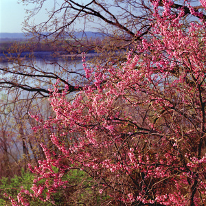 Jeffrey Vaughn Alton Bluffs Photograph