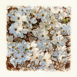 Jeffrey Vaughn Works on Paper Colored pencil on rag paper