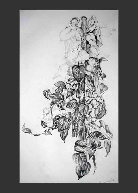Jerome Austin McNicholl Drawing - nature - studied & imagined / still life- mix media  2b pencil