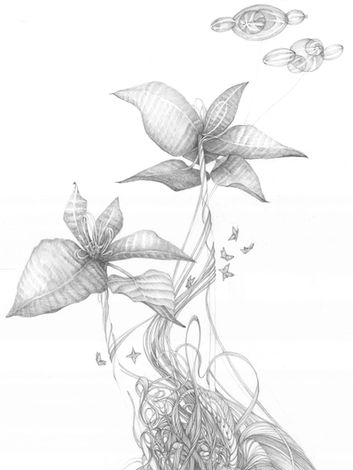 Jillian Dickson  Graphite Drawings: "PRICKLED LILLY PERCH"  
