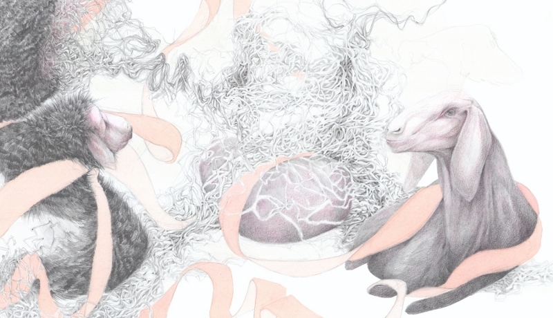 Jillian Dickson  Color Pencil, Gouache, Charcoal Drawings: "ETHICAL FARMING" 2010 - Present 