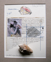  THE PARIS PROJECT Paper, photograph, conch shell