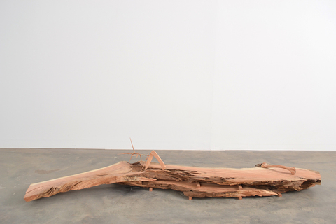 Josh Johnson Hedge Speak honey locust