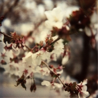 joy woodward botanic polaroids 