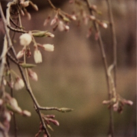 joy woodward botanic polaroids 