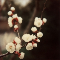 joy woodward botanic polaroids 