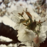 joy woodward botanic polaroids 