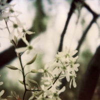 joy woodward botanic polaroids 