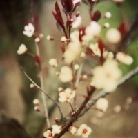 joy woodward botanic polaroids 