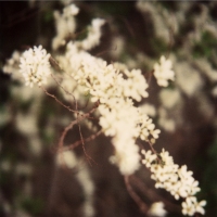 joy woodward botanic polaroids 