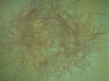 Carousel artwork image 57