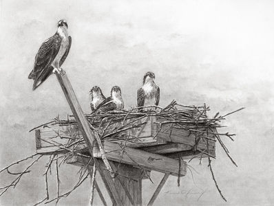 KARIE O'DONNELL Drawings 