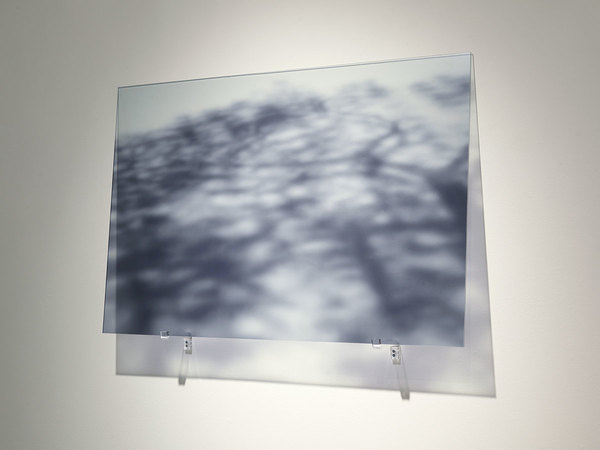  ARBORETUM Photographic Transparency/Plexiglas