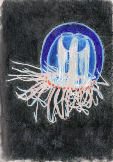 10.  Immortal Jellyfish