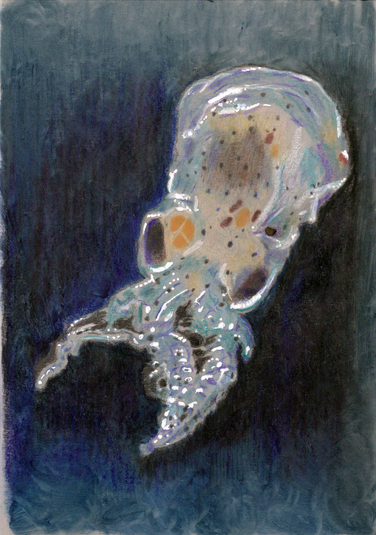 3.  Sea Octopus