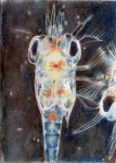 Prehistoric:  Zooplankton