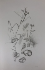 Katlin Evans Drawings graphite on vellum
