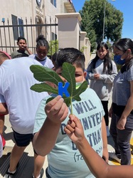 KATY KRANTZ TREE OF LIFE 