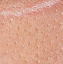 Kevin Klein Skin oil on linen