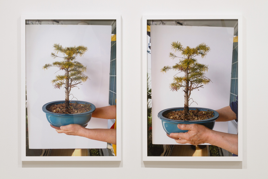 Kyoung eun Kang A family bonsai Archival inkjet print