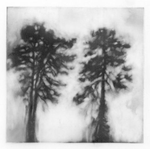 Leigh Ann Hallberg Trees Graphite on Mylar