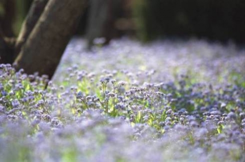 Laula Fritz flowers 