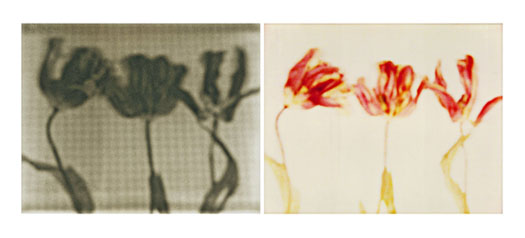 laura p krasnow art_is_science_made_clear - jean_cocteau Polaroid, Digital Photography