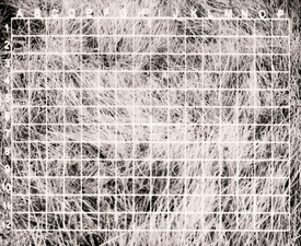 laura p krasnow fMRI Polaroid, Digital Photograph
