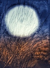 Carousel artwork image 1993