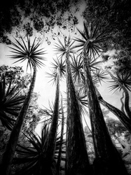 Laurie Freitag : Photographer In the Garden at Chislehurst (B&W)  