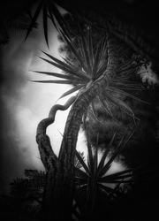 Laurie Freitag : Photographer In the Garden at Chislehurst (B&W)  