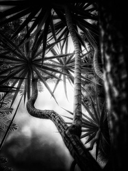 Laurie Freitag : Photographer In the Garden at Chislehurst (B&W)  