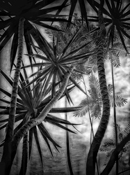 Laurie Freitag : Photographer In the Garden at Chislehurst (B&W)  