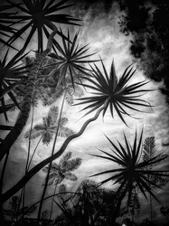 Laurie Freitag : Photographer In the Garden at Chislehurst (B&W)  