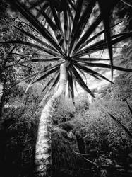 Laurie Freitag : Photographer In the Garden at Chislehurst (B&W)  
