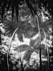 Laurie Freitag : Photographer In the Garden at Chislehurst (B&W)  